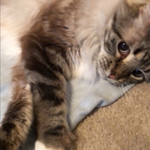 Meet your Posher, Rebecca - Picture 1 of 1